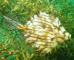 Chaetodermis penicilligerus