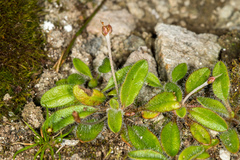 Plantago raoulii