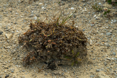 Chaerophyllum colensoi colensoi