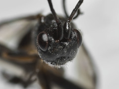 Ascogaster