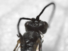 Ascogaster