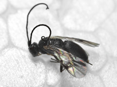 Ascogaster