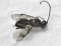 Ascogaster