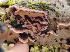 Steccherinum bourdotii