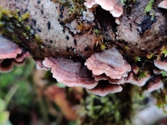 Steccherinum bourdotii