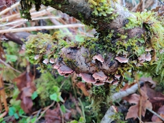 Steccherinum bourdotii