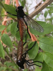 Archilestris magnificus