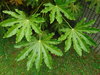 Japanese Aralia - Photo (c) Napocesco, some rights reserved (CC BY-NC-SA)