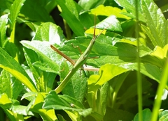 Acrida cinerea