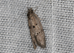 Ericrypsina chorodoxa