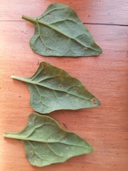 Puccinia tetragoniae novae-zelandiae