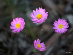 Rhodanthe manglesii