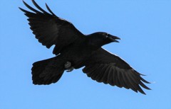 Corvus corax kamtschaticus