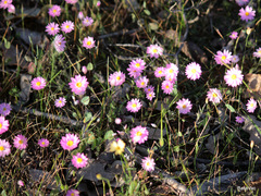 Rhodanthe manglesii