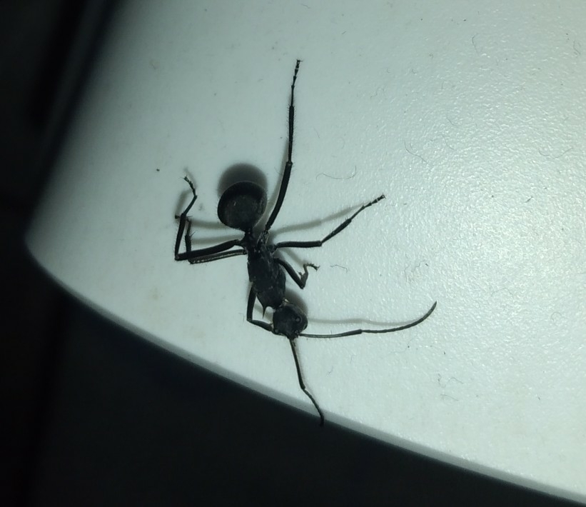 Polyrhachis striata
