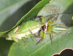 Glaucopsaltria viridis