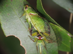 Glaucopsaltria viridis