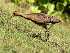 Watercock photo 3