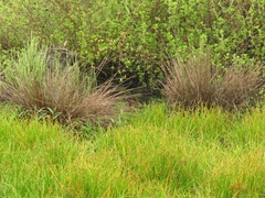 Sarothrura rufa rufa