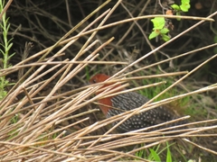 Sarothrura rufa rufa