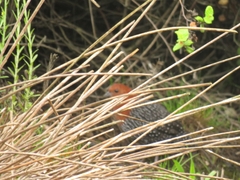 Sarothrura rufa rufa