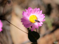 Rhodanthe manglesii