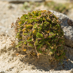 Chaerophyllum colensoi colensoi