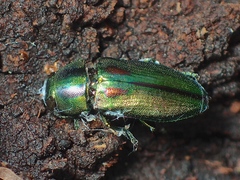 Melobasis purpurascens