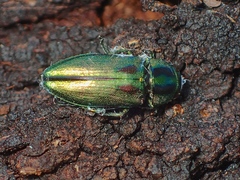 Melobasis purpurascens