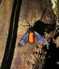 Cosmosoma zurcheri