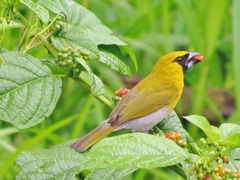 Caryothraustes poliogaster