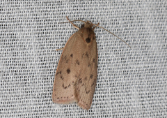 Garrha repandula