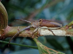 Rhytiphora decipiens