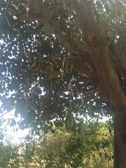 Ficus drupacea
