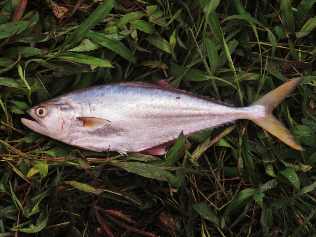 Maracaibo Leatherjacket