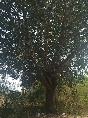 Ficus drupacea