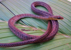 Dendrophidion percarinatum