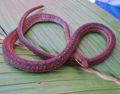 Dendrophidion percarinatum