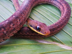 Dendrophidion percarinatum