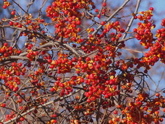 Celastrus orbiculatus