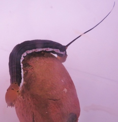 Isognathus scyron