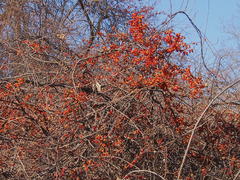Celastrus orbiculatus