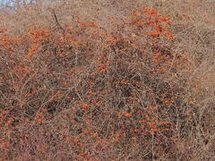 Celastrus orbiculatus