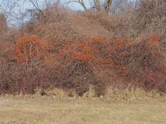 Celastrus orbiculatus