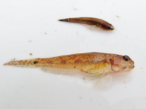 American freshwater goby (Ctenogobius shufeldti) — Gobiidae — 3