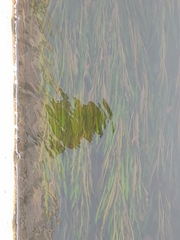 Potamogeton malaianus