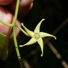 Vincetoxicum carnosum