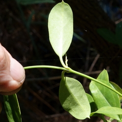 Vincetoxicum carnosum