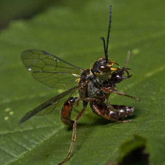 Tachynomyia abdominalis