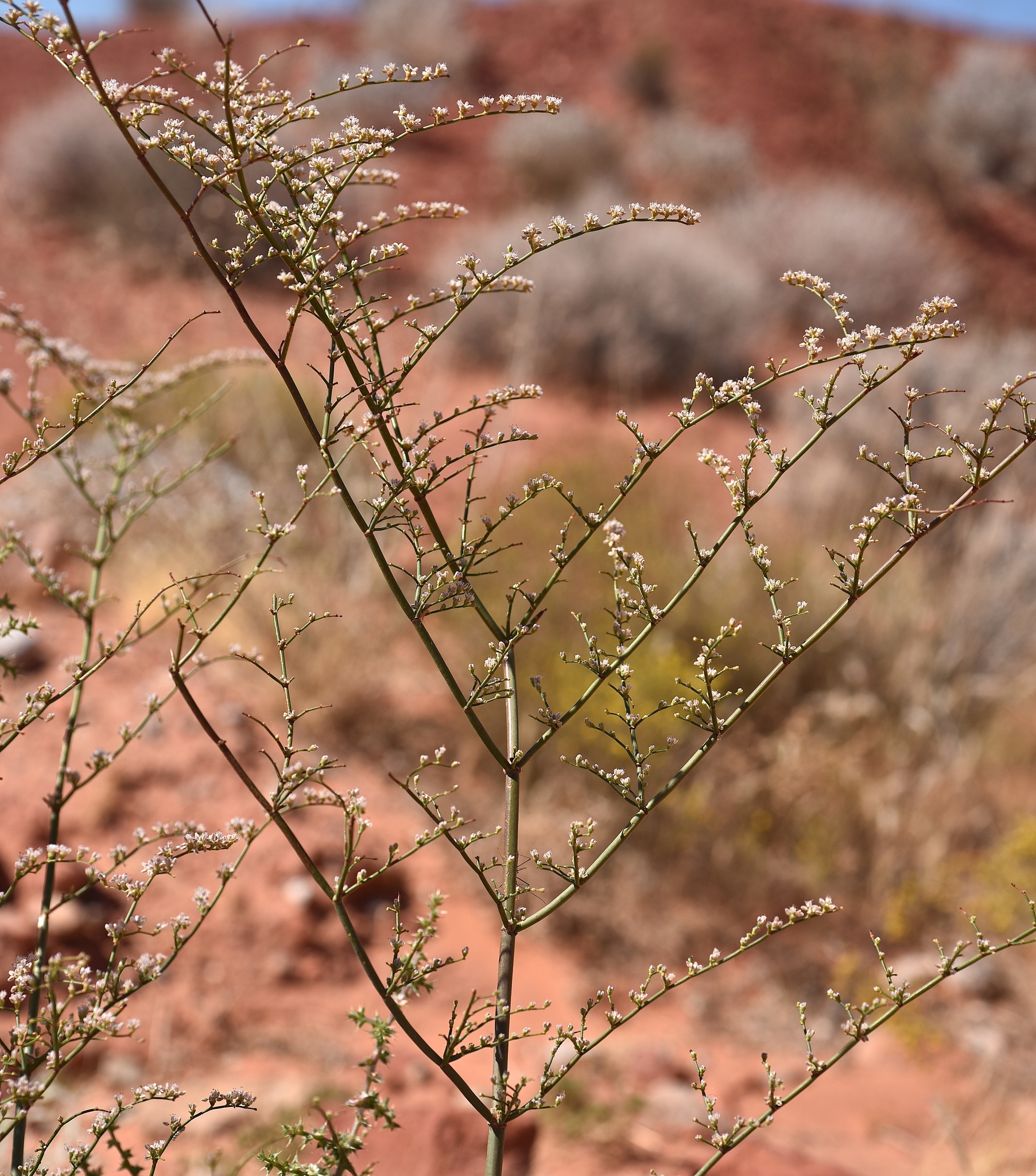 Eriogonum exaltatum